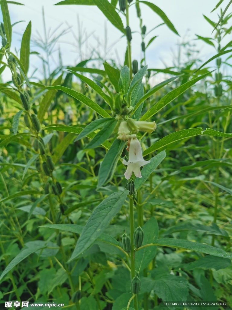 芝麻