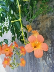 花卉
