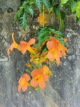 花卉
