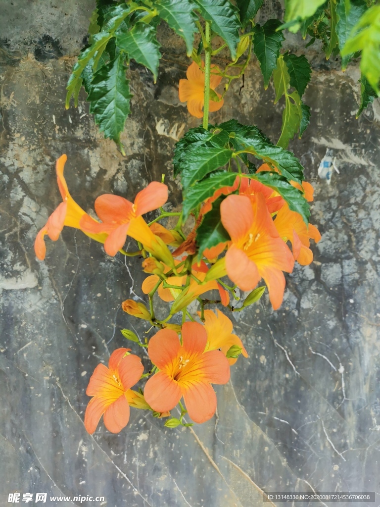 花卉