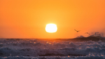 大海夕阳海浪海鸟风景