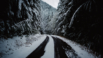 森林公路大雪松树风景