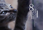 八月你好