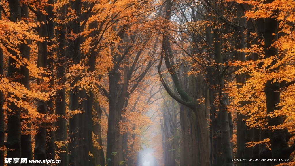 林间小路风景