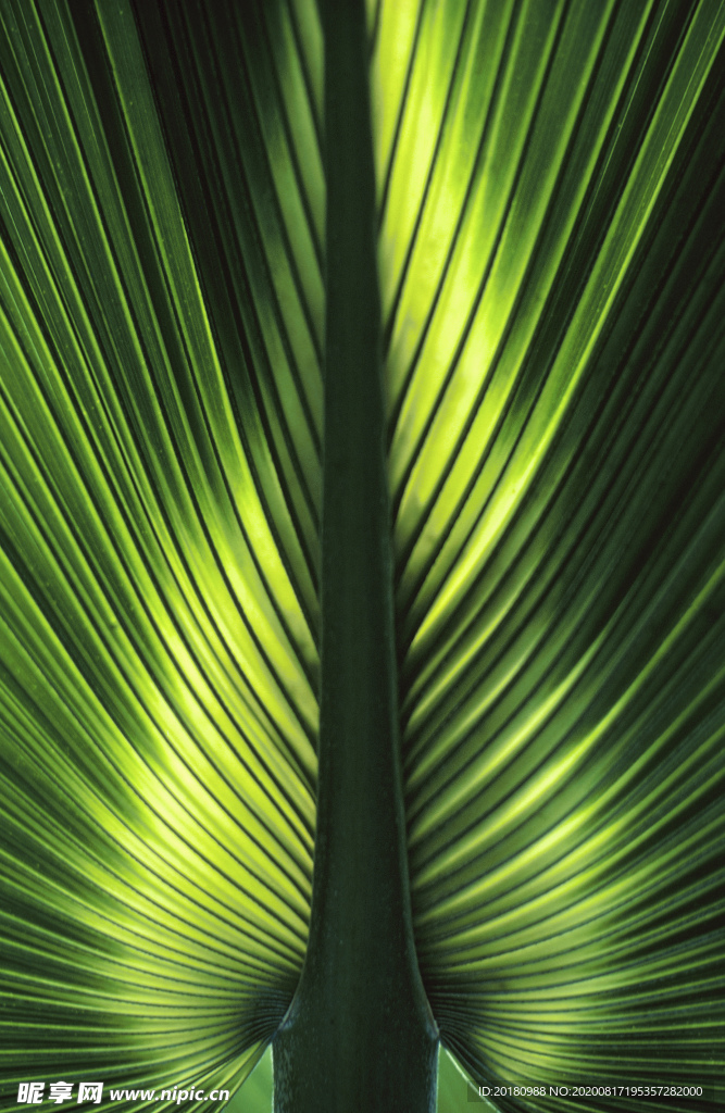 植物背景