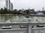 公园古建筑图片 园林一角 景色