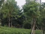 公园古建筑图片 园林一角 景色