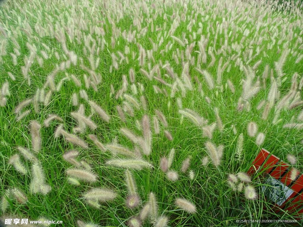 狗尾草