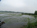 沼泽地
