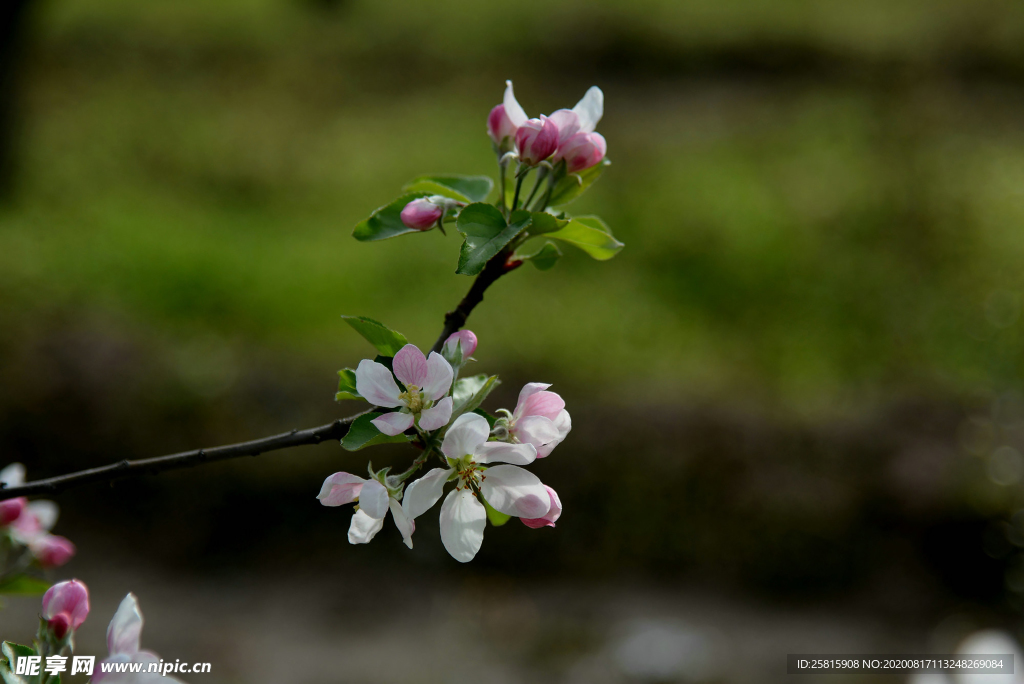 苹果花