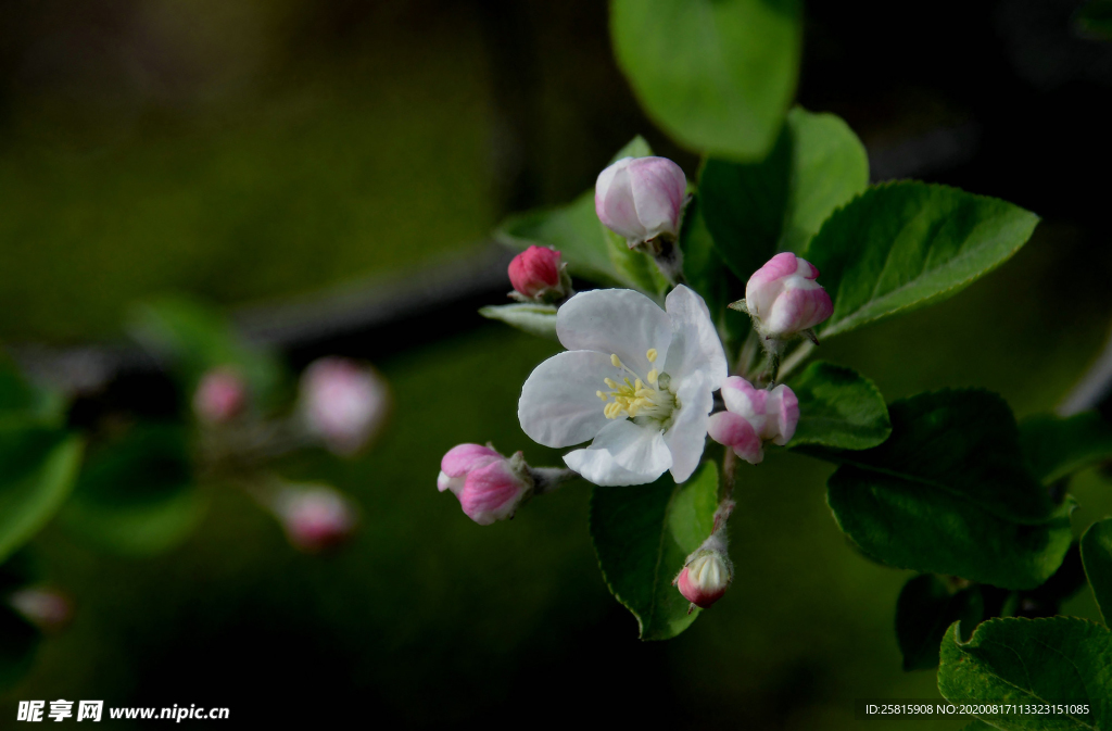 苹果花