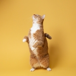 萌宠猫