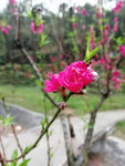 桃花开