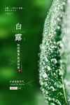 白露二十四节气展架资料易拉宝