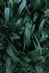 绿植树叶植物清新背景素材