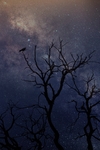 星空影枝