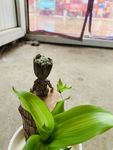 孤独的格鲁特
