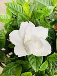 栀子花