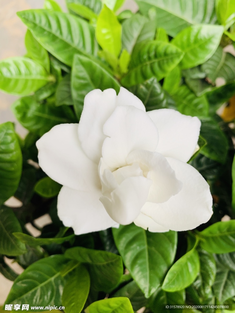 栀子花