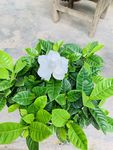 栀子花