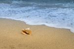 海滩贝壳