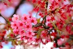 面朝大海 春暖花开