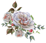 花纹花草边条