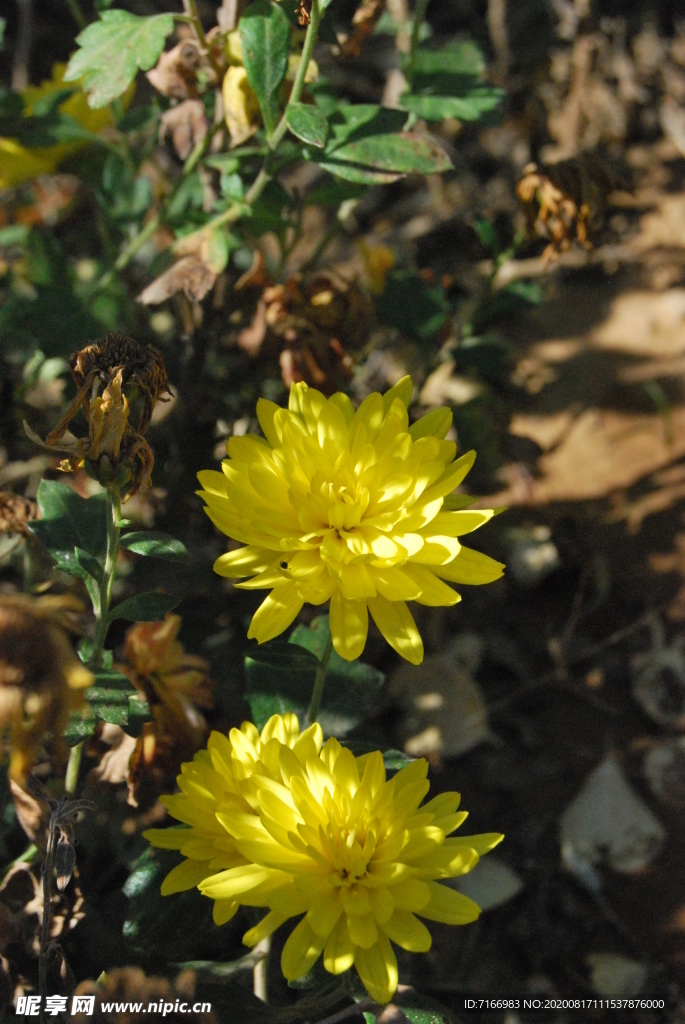 小雏菊