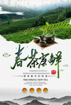茶叶海报 新茶上市 创意海报