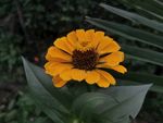 黄色菊花