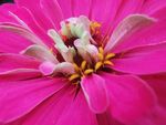 花瓣