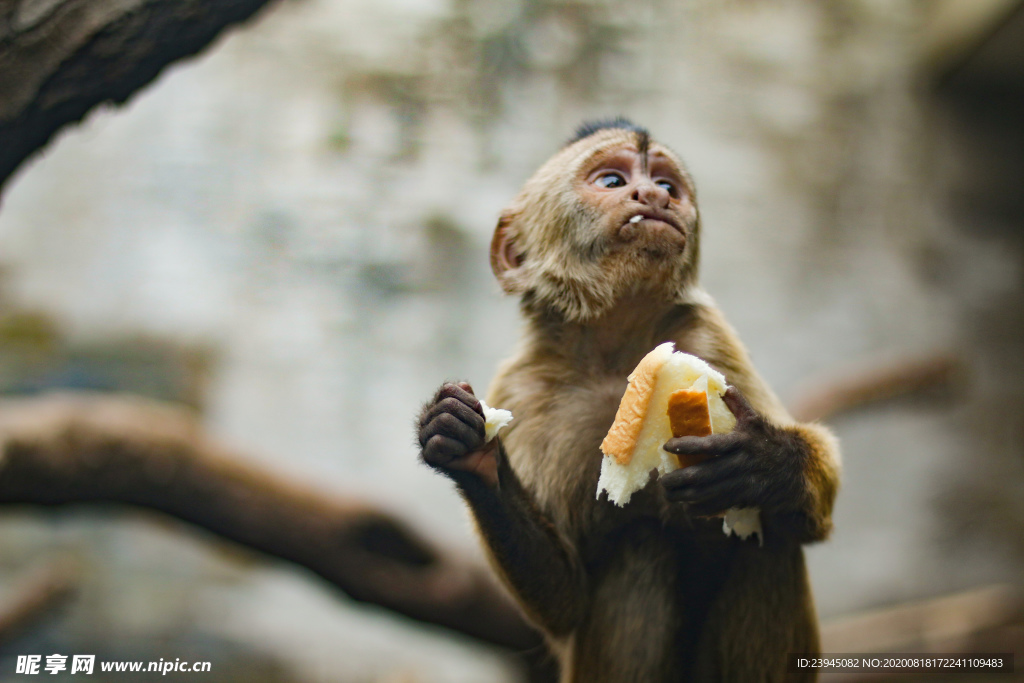 吃面包的猴子