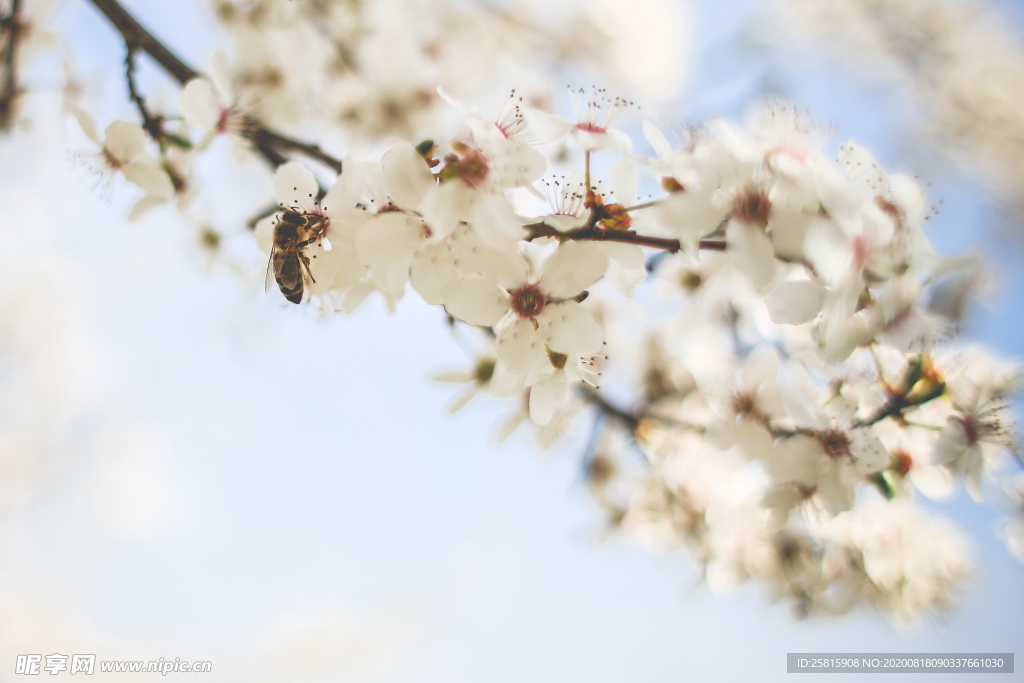 苹果花