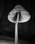 黑白