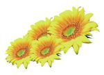 葵花