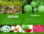 菜文化墙
