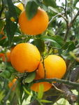 橙树