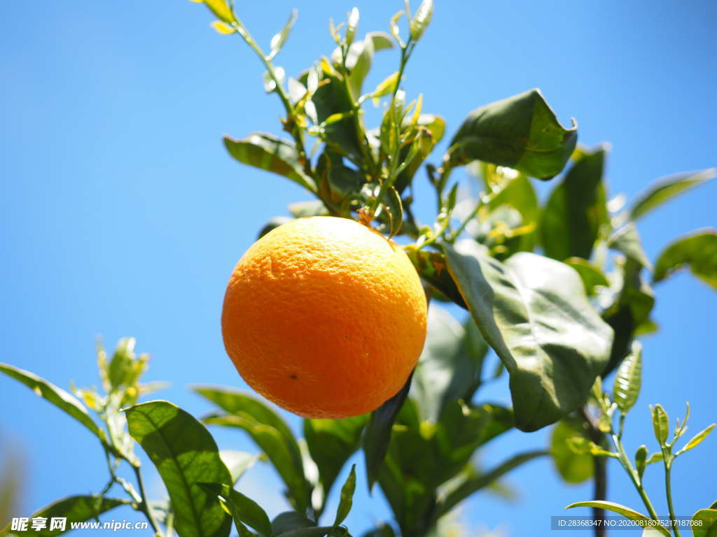 橙树