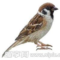 png鸟图片