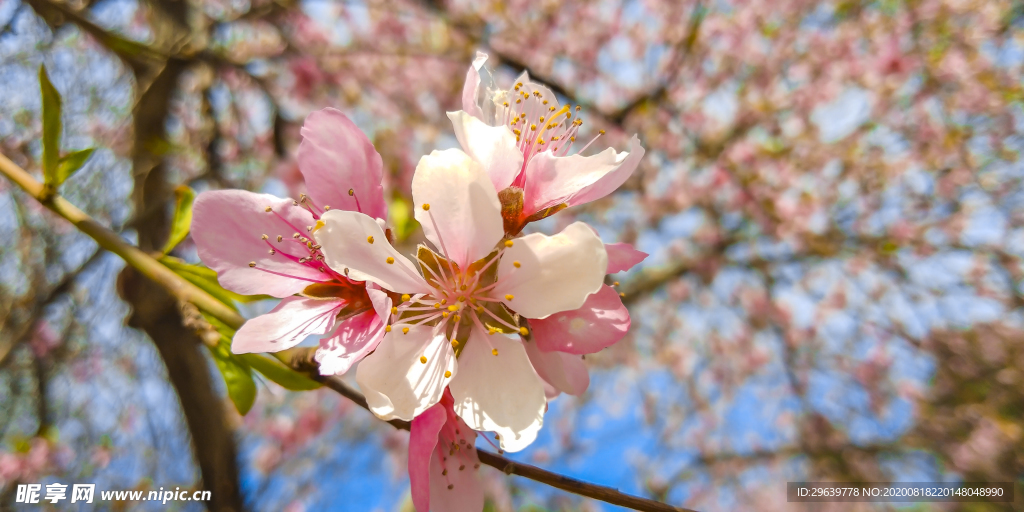 桃花