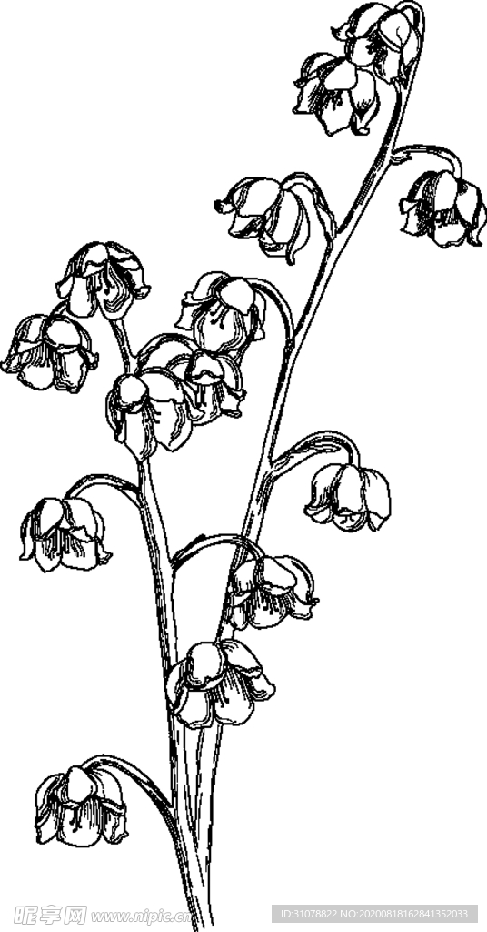 线稿图绘画植物花朵