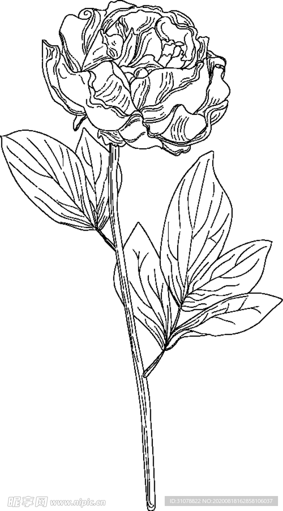线稿图绘画植物花朵