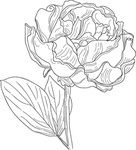 线稿图绘画植物花朵