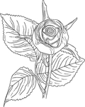 线稿图绘画植物花朵