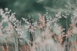 春草