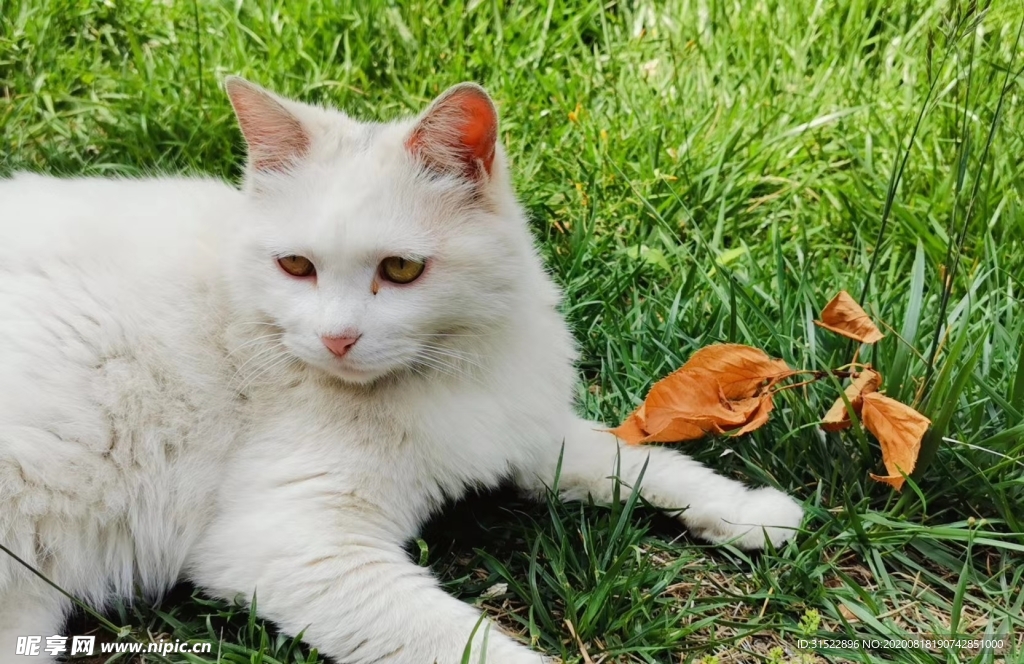 猫咪