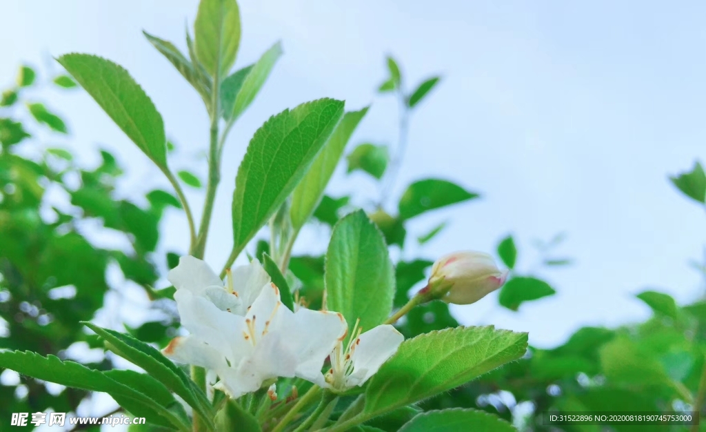 花