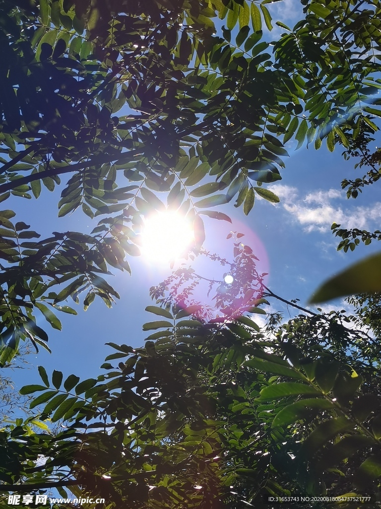 树木  太阳  光晕  光圈