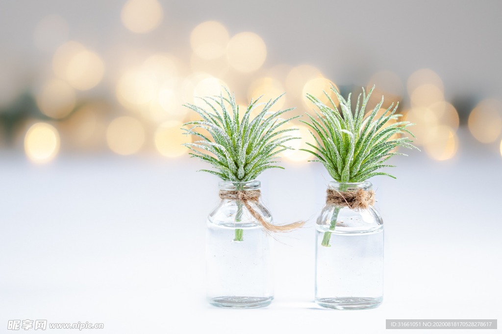 植物