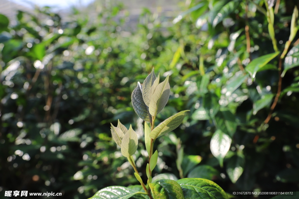 山茶嫩芽